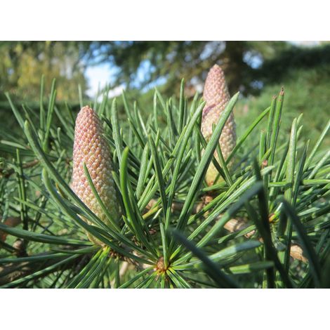 Semillas de Cedro del Himalaya. Cedrus Deodara. 10 Gramos