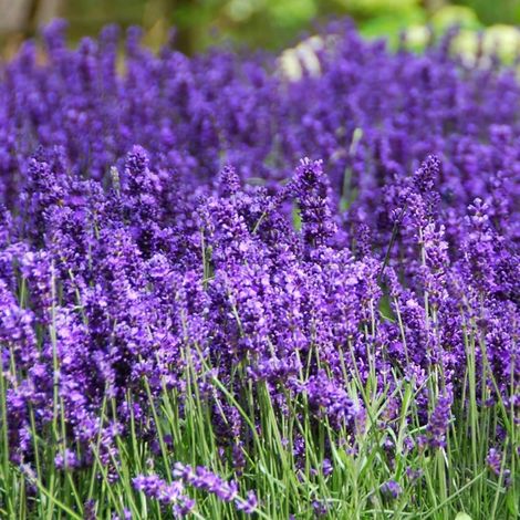 10000 Graines de Lavande Non-OGM – Plantes Vivaces Parfumées, Attire les Pollinisateurs, Adapté à la Culture Intérieure et Extérieure (1/5)