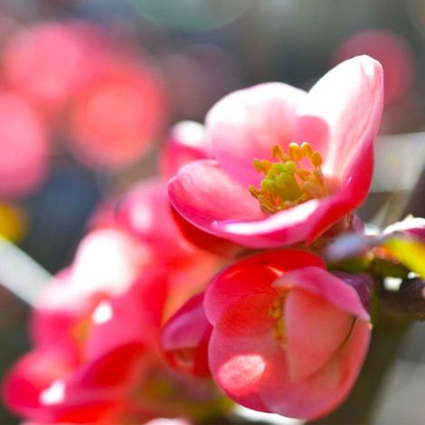 Cognassier du Japon 'Falconet Charlet' (Chaenomeles speciosa 'Falconnet Charlet') (1/5)