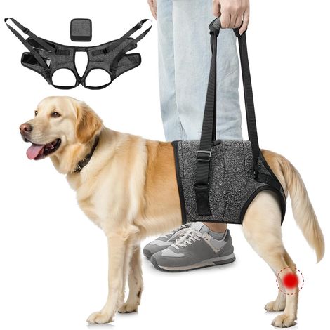 Harnais de Soutien des Pattes arrière pour Chiens de Taille Moyenne - Harnais de Levage Confortable et Ajustable pour Chiens âgés, blessés ou handicapés. (1/5)