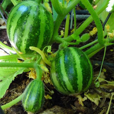 Semi di carosello "Tondo liscio di Manduria" piante per orto e giardino