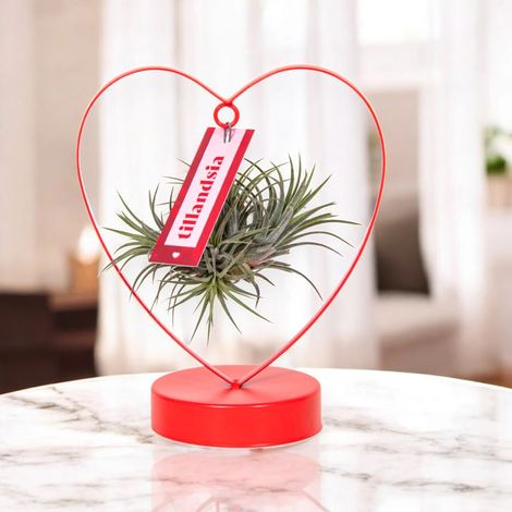 Gardenaria Tillandsia 'Heart' - Pianta da interno ornamentale - Altezza: 23 cm (vaso 10) (1/5)