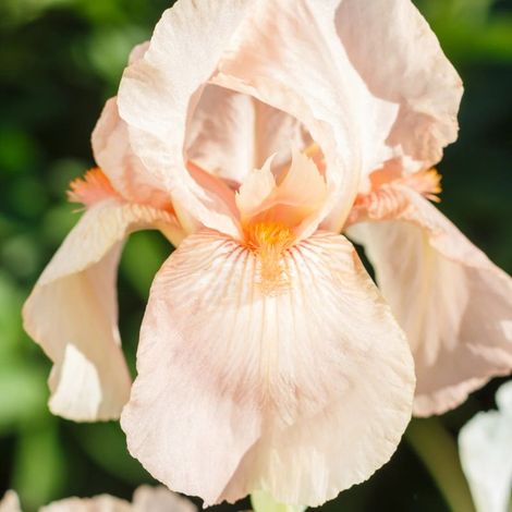 3 Iris des jardins 'Peach Frost' (Iris barbata-elatior 'Peach Frost')