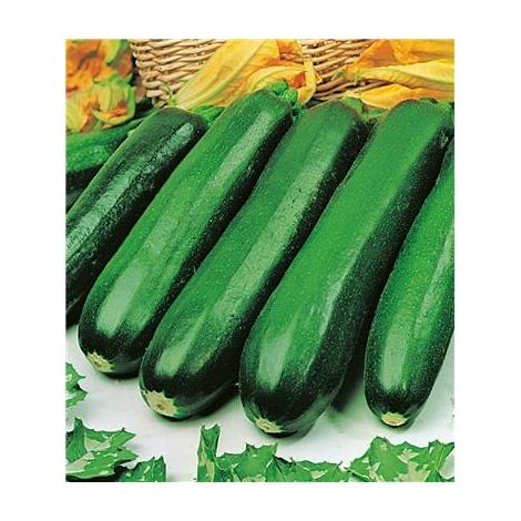 COURGETTE PIXAR HF1 - 3 G
