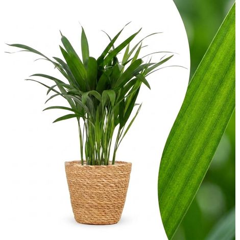 Palmier d'Intérieur Areca Lutescens avec Panier - Pot 12 cm - Hauteur 45 cm - 1 Plante (1/5)