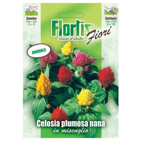Celosia Plumosa Nana Mix