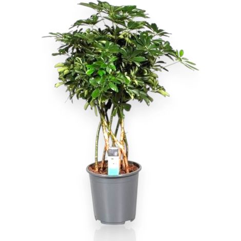 Gardenaria Schefflera arboricola 'Compacta' - Pianta da interno ornamentale - Altezza: 120 cm (vaso 27) (1/5)