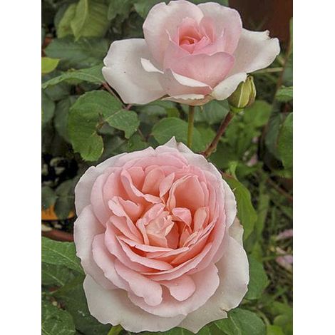 Rosier anglais 'Clair Renaissance' Pot de 4L/5L