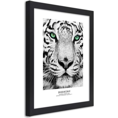 Quadro con cornice, Tigre bianca - 40x60 (1/5)