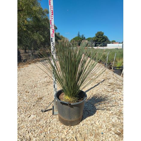 Dasylirion Longissimum Pot 40 cm Plante Xérophyte Persistante d'Extérieur (1/2)