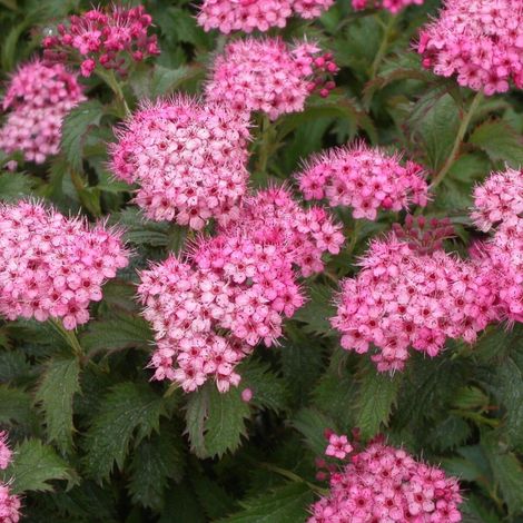 Spirée du Japon Crispa, Spiraea/Pot de 3L - 20/40 cm