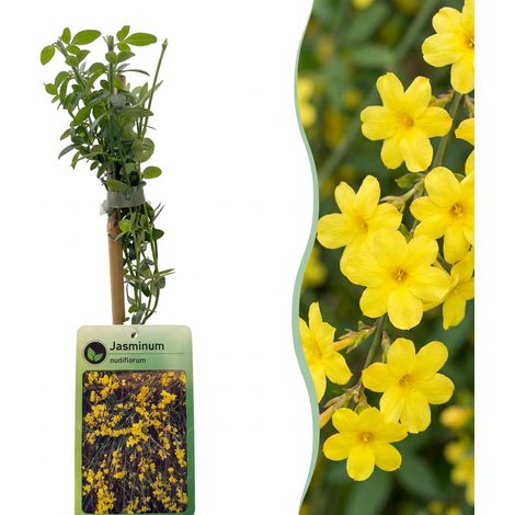 Jasmin d'Hiver Jasminum Nudiflorum Plante Grimpante Rustique Fleurs Jaunes Pot Ø9 cm 35 cm (1/5)