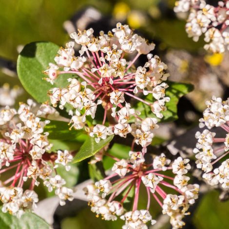 Céanothe pallidus marie simon - Ceanothus pallidus marie simon Pot 3L
