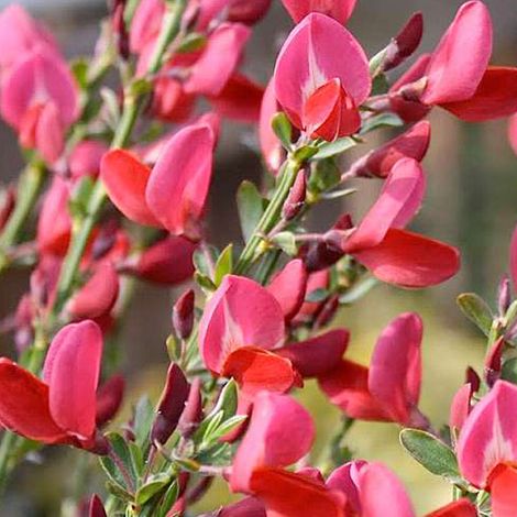 Genêt - Cytisus 'Boskoop Ruby' - 40-60 cm pot (1/5)