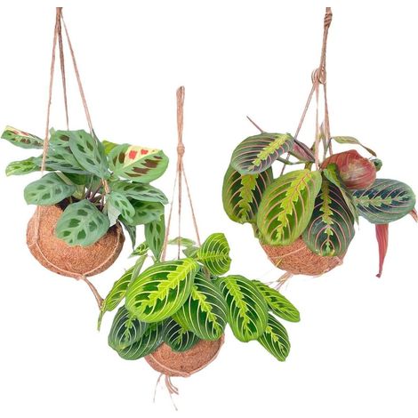 Maranta Mix Lot de 3 Plantes d’Intérieur Suspendues Pot 15 cm Hauteur 20 cm - PANGIVO