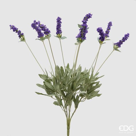 EDG Lavanda Cespuglio Lavanda X 10 H 52 (1/3)