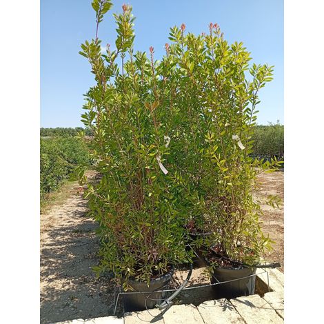 CALLISTEMON LAEVIS CESP.45