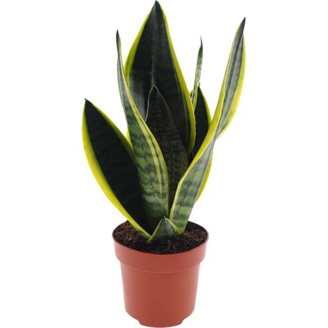 Sansevieria Futura Superba Langue de Belle-mère Plante d'Intérieur Facile d'Entretien Ø12cm ↕30cm - PANGIVO (1/4)