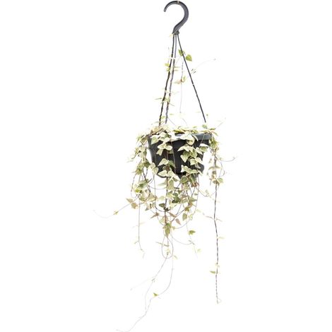 Plante d'intérieur Ceropegia Woodii Chaîne de Cœurs Retombante - Ø 14 cm - Hauteur 50 cm - PANGIVO (1/4)