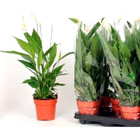Planta Espatifilo Spathiphyllum. 15 - 20 Cm. Purificador del Aire en el Hogar
