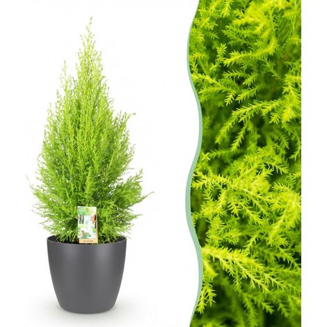Cupressus Gold Crest Wilma - Plante d'intérieur Conifère Vert et Doré - 85-95 cm - Pot Gris 21 cm - PANGIVO (1/5)