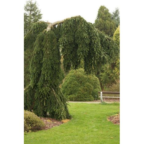 Abete del Caucaso "Abies nordmanniana pendula" pianta in vaso ø40 cm h. 80/100 cm (1/5)