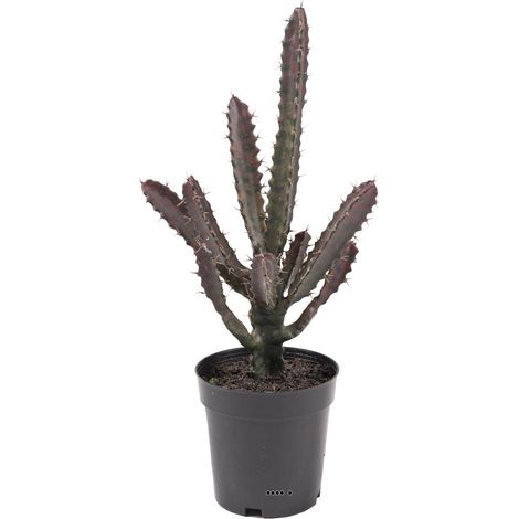 Cactus Euphorbe factice en pot Vert-Rouge Top qualité H45cm D20cm - dimhaut: H 45 cm - couleur: Vert-rouge (1/3)