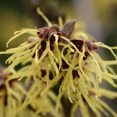 Noisetier de sorcière 'Pallida' - 40-60 cm pot