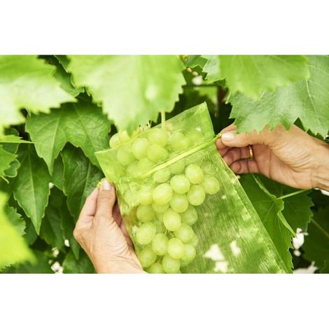 100 sacs de protection pour grappes de raisin en organza vert (30 x 20 cm), avec cordon, anti-guêpes et anti-oiseaux, protection totale pour vigne (1/5)
