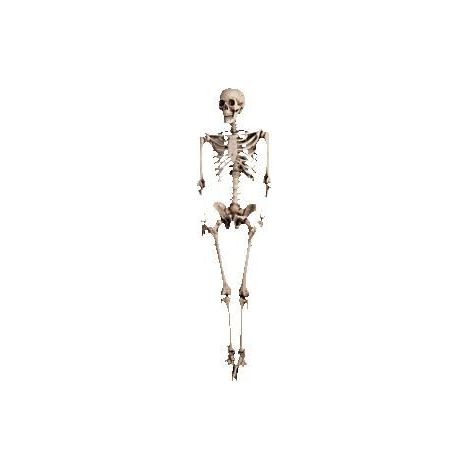 Squelette 160cm - Halloween