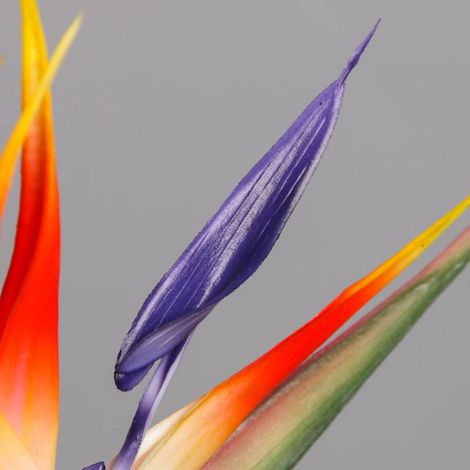 Composition florale artificielle Oiseau de Paradis et Hespérime, décoration intérieure (1/5)