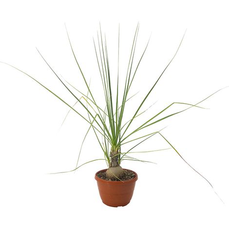 Beaucarnea gracilis - zampa di Elefante - vaso basket 18 cm (1/2)