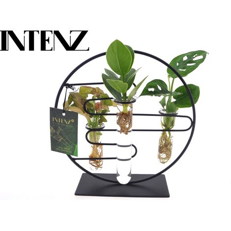 Plantes Vertes d'Intérieur Mix dans Vase en Verre Décoratif - Ø12 cm - Hauteur 25 cm - PANGIVO