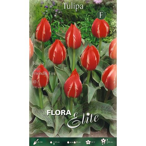 Bulbi di Tulipano Greigii Friendly Fire 10 Bulbi