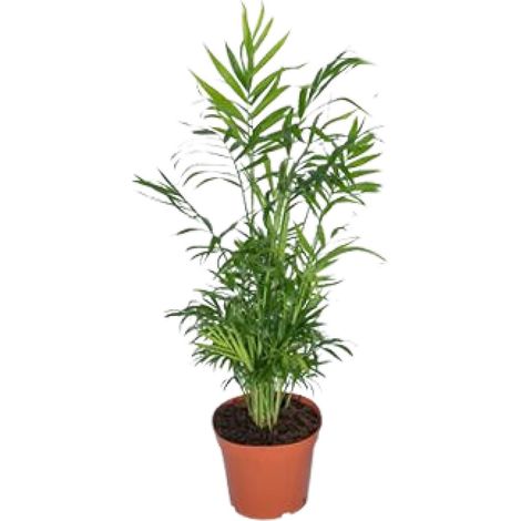 Palmier de Montagne Mexicain Chamaedorea Elegans Plante d'Intérieur Ø17cm Hauteur 55cm - PANGIVO (1/4)