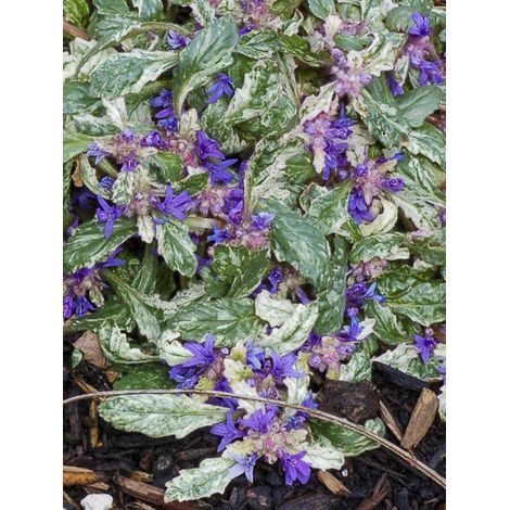 Bugle rampant 'Sparkler' Godet de 8/9 cm (1/2)