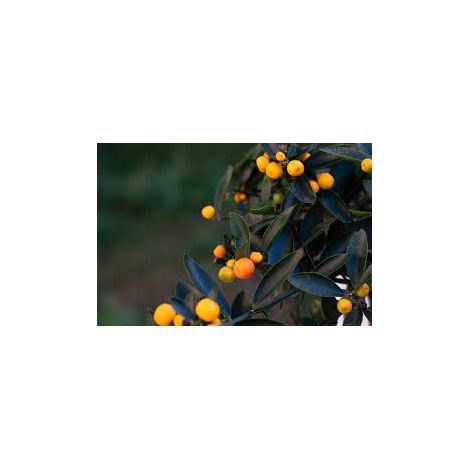 Pianta di Kumquat hindsii Fortunella selvatica di Hong-Kong in vaso foto reali