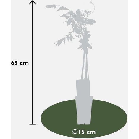 Glycine Grimpante Rose à Longues Grappes Florales H 65 cm Pot Ø 15 cm Lot de 2 - PANGIVO (1/2)
