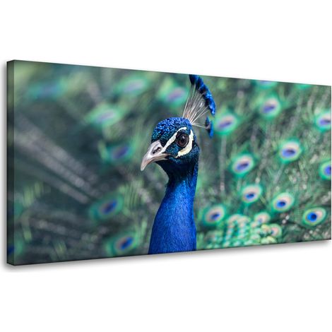 Leinwanddruck Tiere Bunter Pfau 80x40 cm Vogel Indischer Pfau