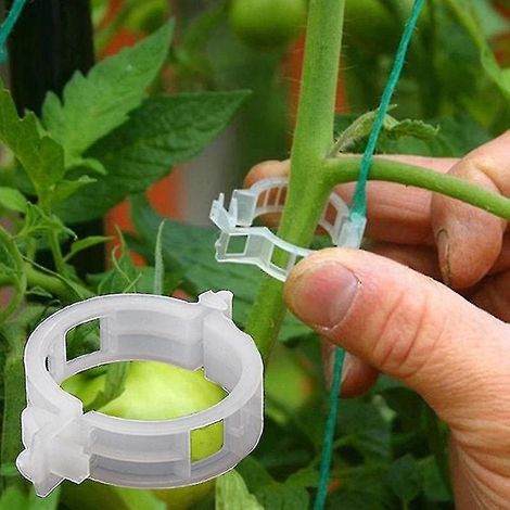 50 tuteurs à tomates pour treillis, supports et attaches pour légumes - Parfaits (1/5)