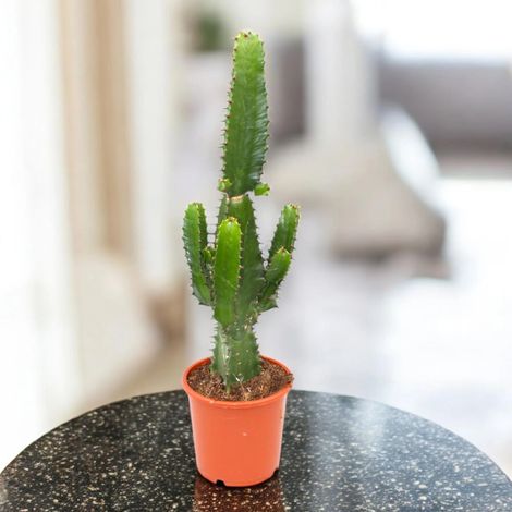 Gardenaria Euphorbia acrurensis - Pianta da interno ornamentale - Altezza: 75 cm (vaso 17) (1/5)