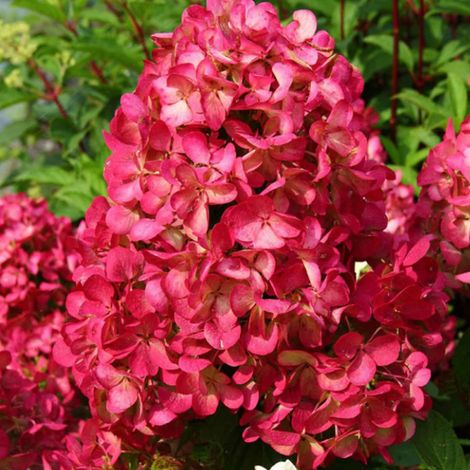 Hortensia paniculé 'Diamond Rouge' - 40-50 cm pot