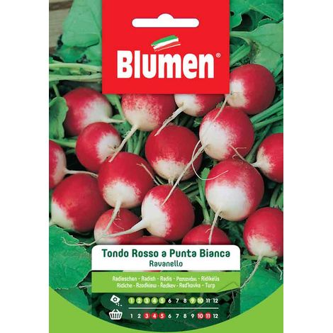 SEMI DI RAVANELLO TONDO ROSSO A PUNTA BIANCA BLUMEN