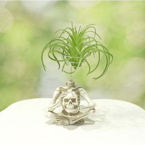 Support pour plantes aériennes en résine, contenant Tillandsia, jardinière gothique en forme de crâne, jardinière d'Halloween, pot Tillandsia, ja (1/5)