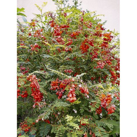 Flamboyant d'Hyères Pot de 2L/3L