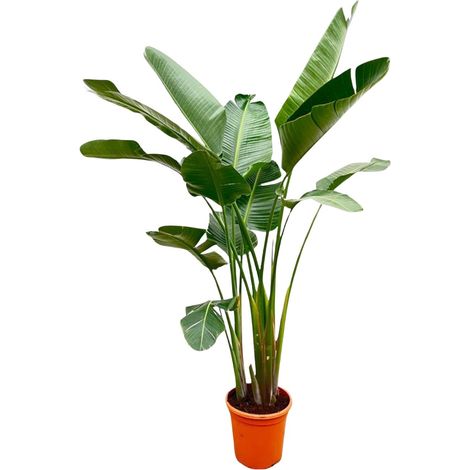 Strelitzia Augusta Oiseau du Paradis Blanc XXL Plante d'Intérieur et Jardin 250 cm ø38 cm - PANGIVO (1/5)