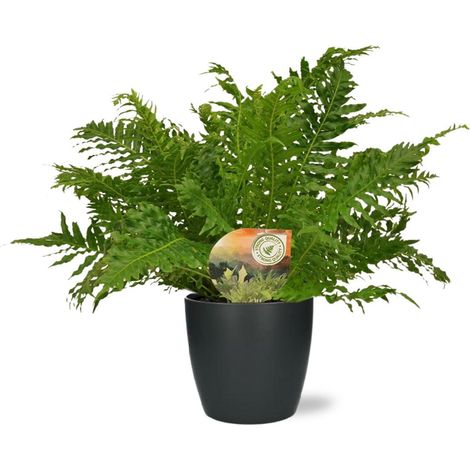 Fougère Blechnum Silver Lady Plante Verte Décorative Avec Pot Anthracite D18x17 cm 17 cm 50 cm - PANGIVO