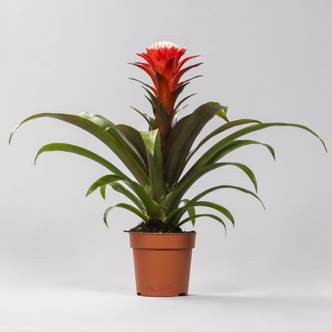 Guzmania Hope Plante Verte d'Intérieur Tropicale à Fleurs Rouges et Oranges Ø12 cm H40 cm - PANGIVO