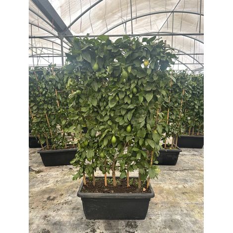 Citronnier Citrus Limon Espalier 80 cm Agrume Fruitier Persistant (1/3)