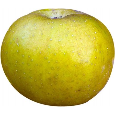 Pommier 'Patte de Loup' (Malus domestica 'Patte de Loup') (1/3)